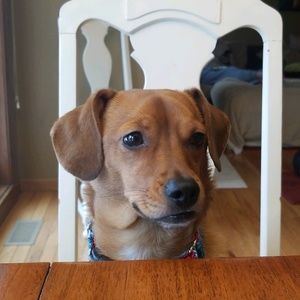 Meet your Posher, Annie